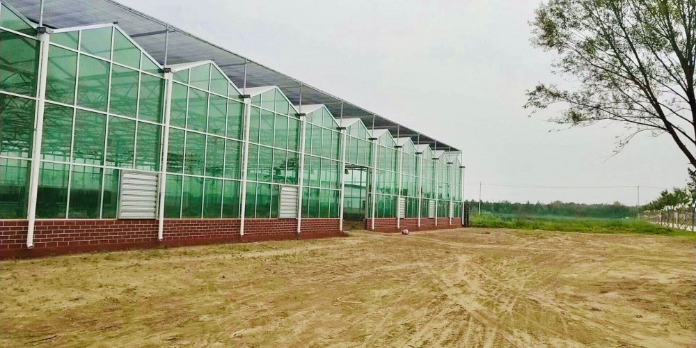 连栋温室大棚 现代温室大棚 建设智能温室大棚