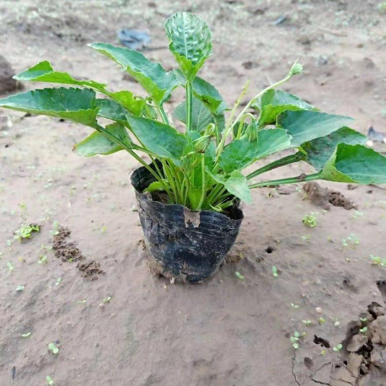 鑫杰花卉苗木   青州宿根花卉紫花地丁直销   质优价低