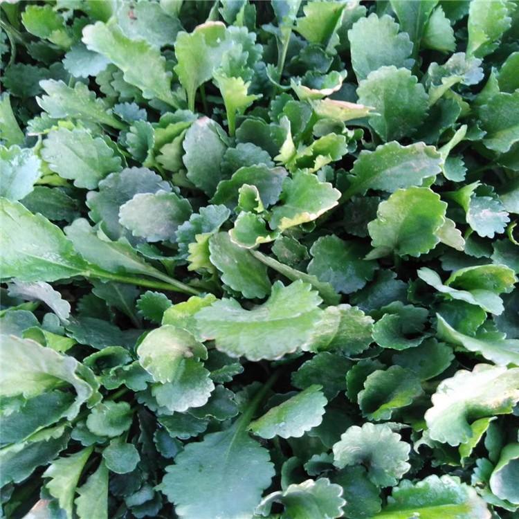 大滨菊盆苗 大滨菊种子 宿根花卉 时令草花 绿化苗木欢迎咨询