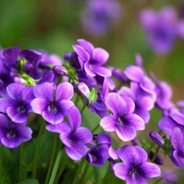 量大优惠 紫花地丁基地种植 紫花地丁培育
