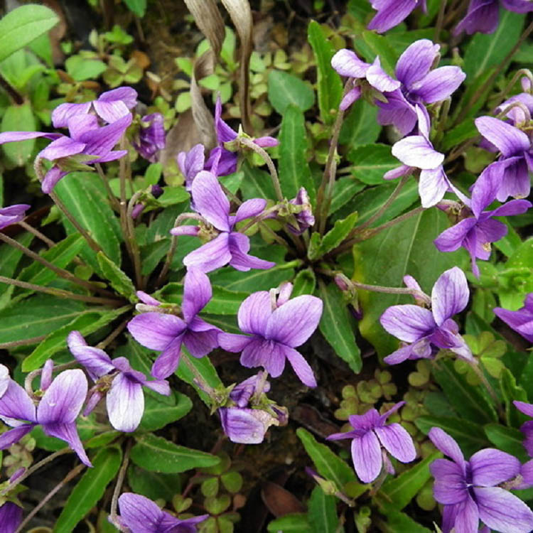 基地货源 紫花地丁苗圃直销 紫花地丁销售
