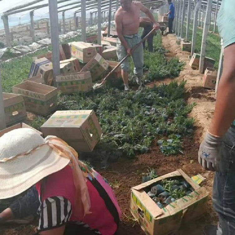 苍原薰衣草直销 薰衣草基地直销 薰衣草量大优惠