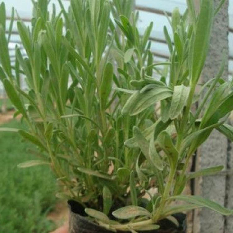 苍原薰衣草直销 薰衣草培育基地 薰衣草直售