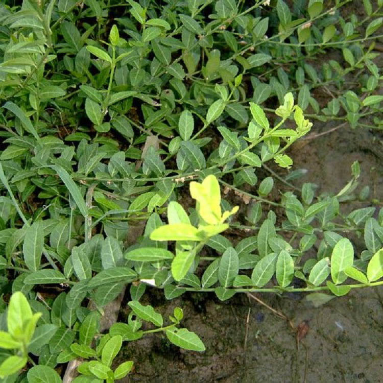 基地直售小叶扶芳藤 小叶扶芳藤培育 小叶扶芳藤供应商