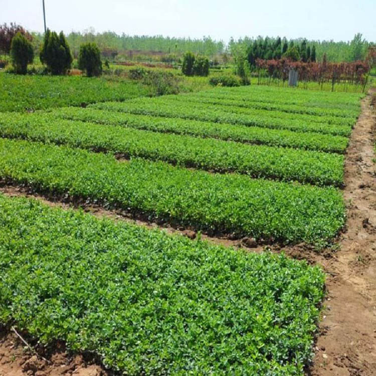 基地直售小叶扶芳藤 小叶扶芳藤培育 小叶扶芳藤价格