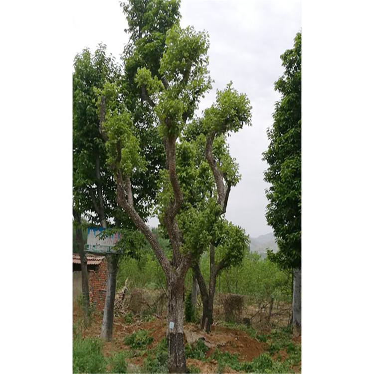园林苗木  柿子树  柿子树苗基地 量大价优
