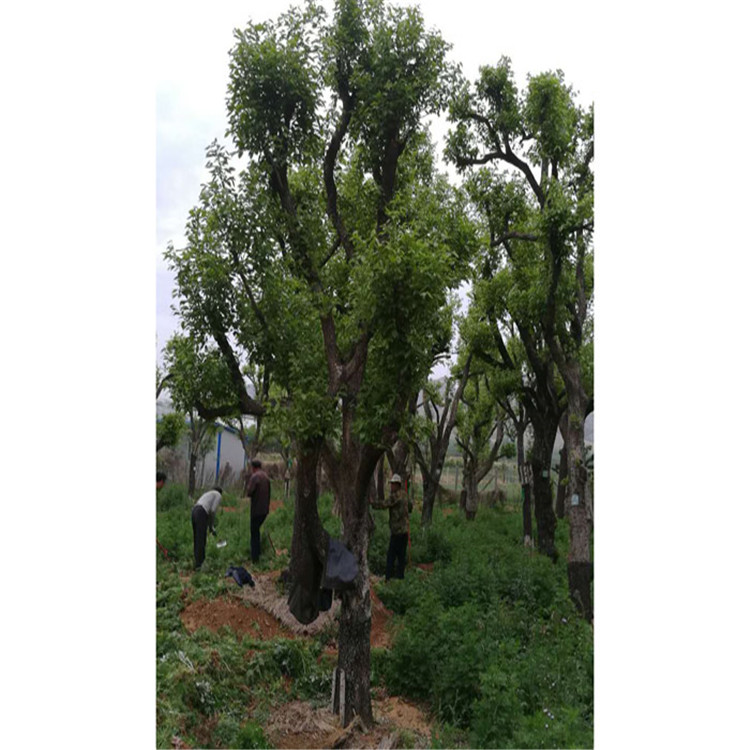 菏泽柿子树   柿子树苗   果树苗价格 欢迎咨询