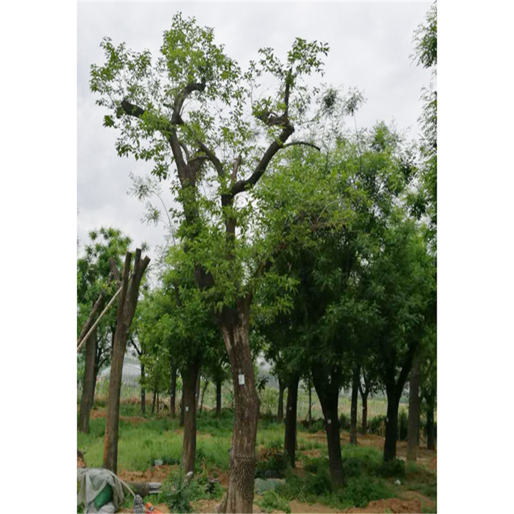 聊城柿子树   柿子树苗   果树苗直销 量大价优