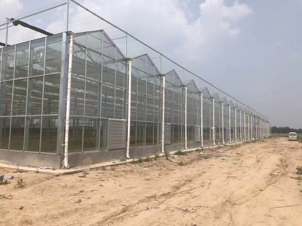 定制设计智能温室大棚 温室大棚建设 温室大棚承建