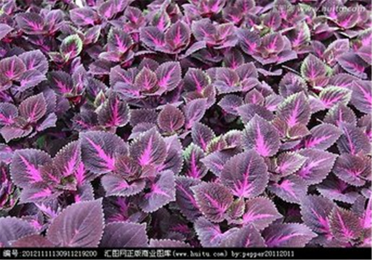 多分枝彩叶草图片 彩叶草  红彩叶草图片