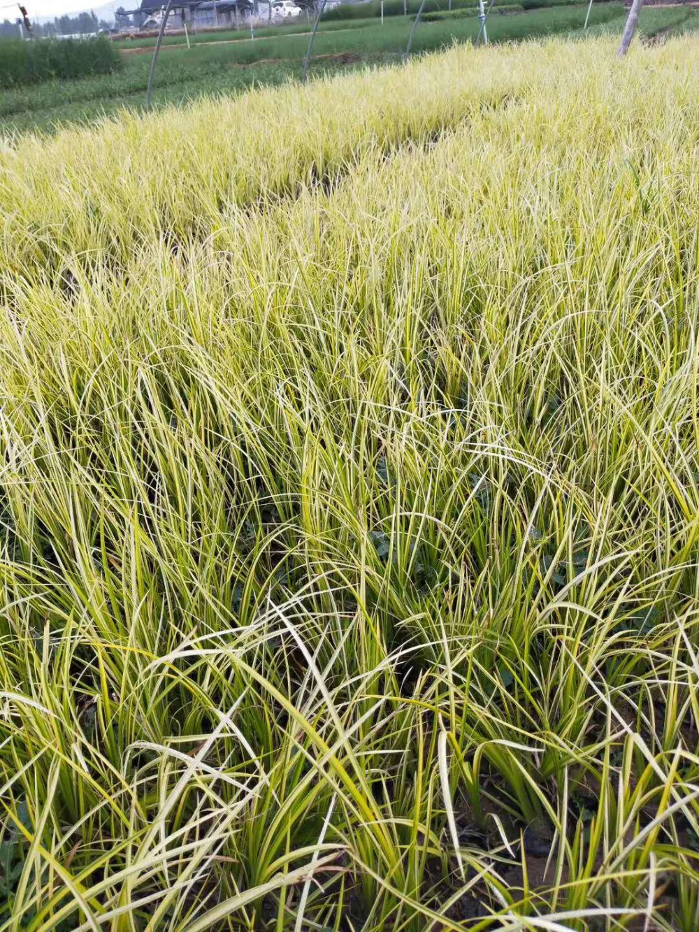 金叶石菖蒲行情 金叶石菖蒲价格 大量供应金叶石菖蒲基地