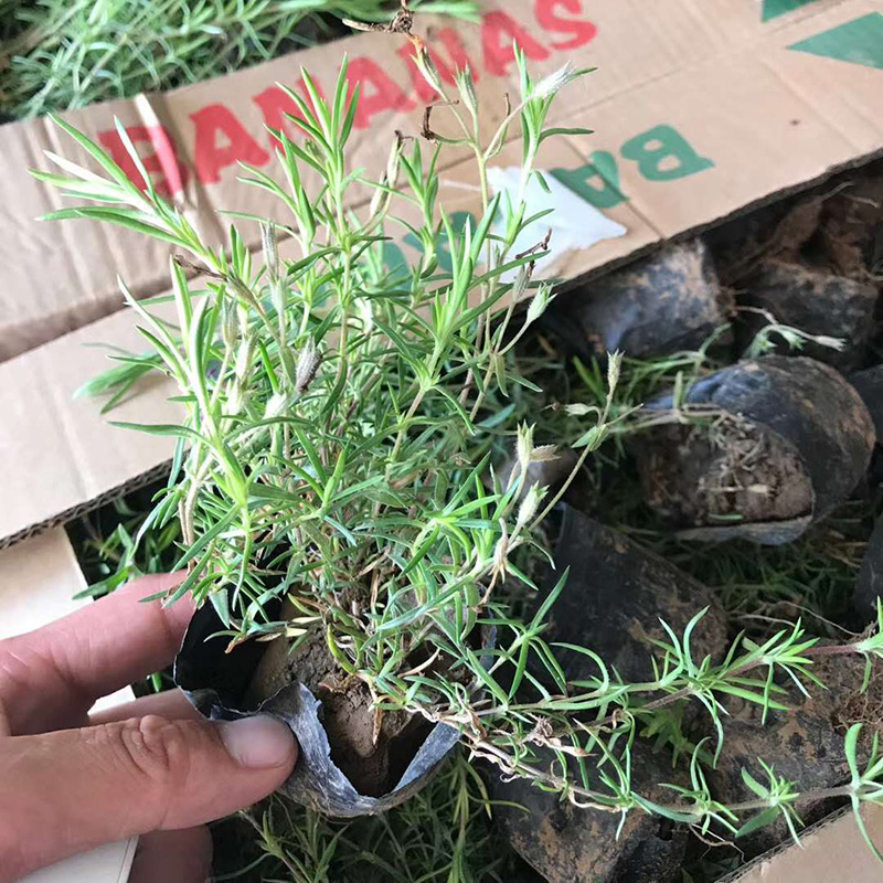 山东芝樱直供    山东芝樱批发价格 芝樱大量出售