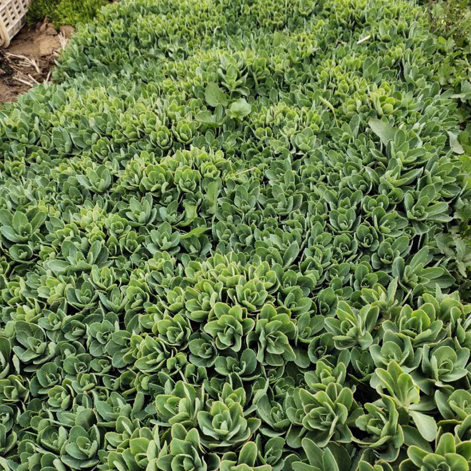 青州惠博花卉八宝景天基地量大从优