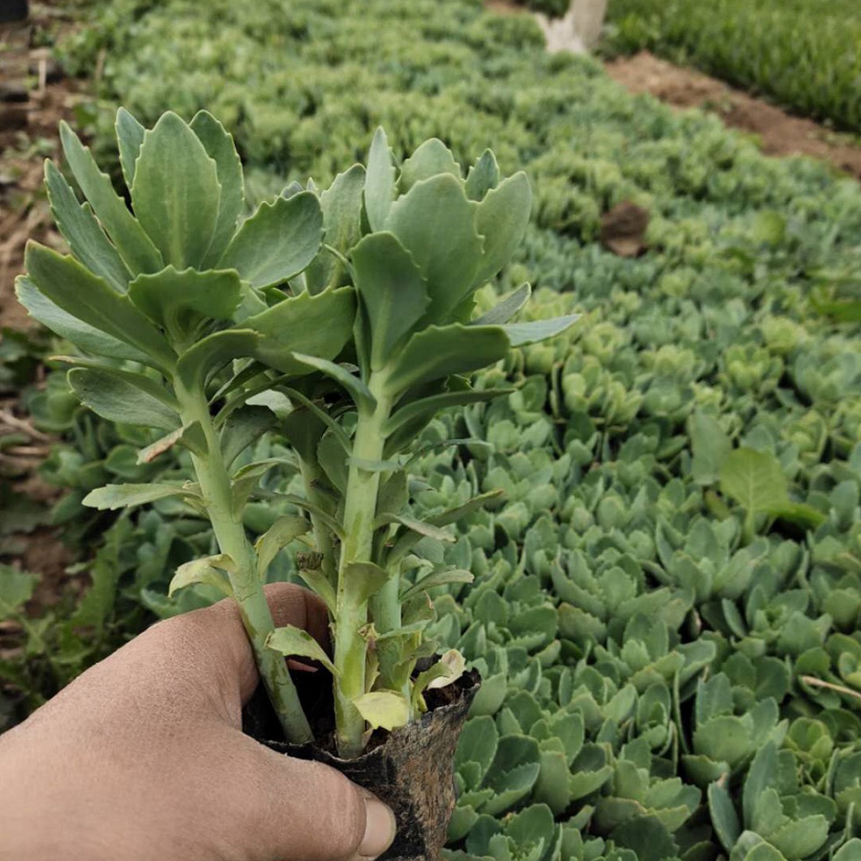 保质保量山东八宝景天小苗