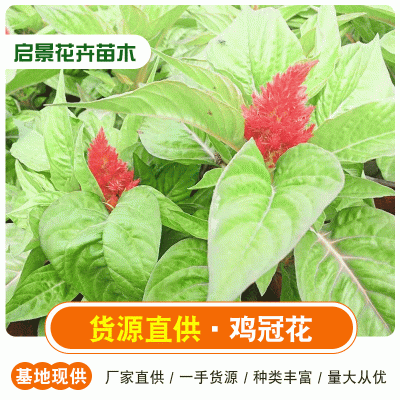 草花苗木一串红   一串红供应商  欢迎来电咨询