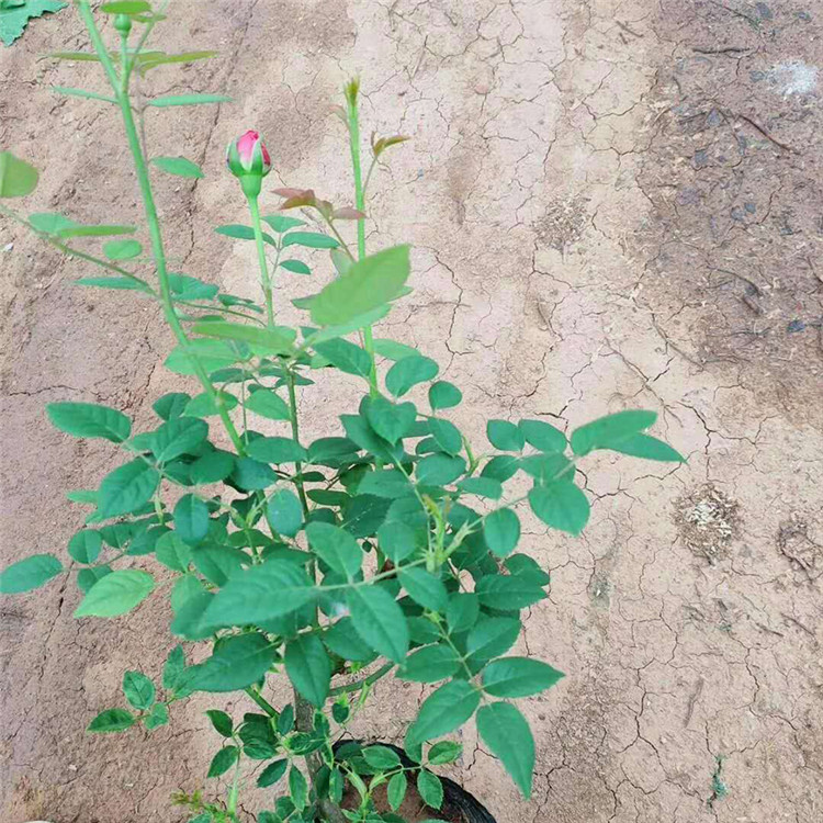 欧月种植基地欧月批发价格 大量供应