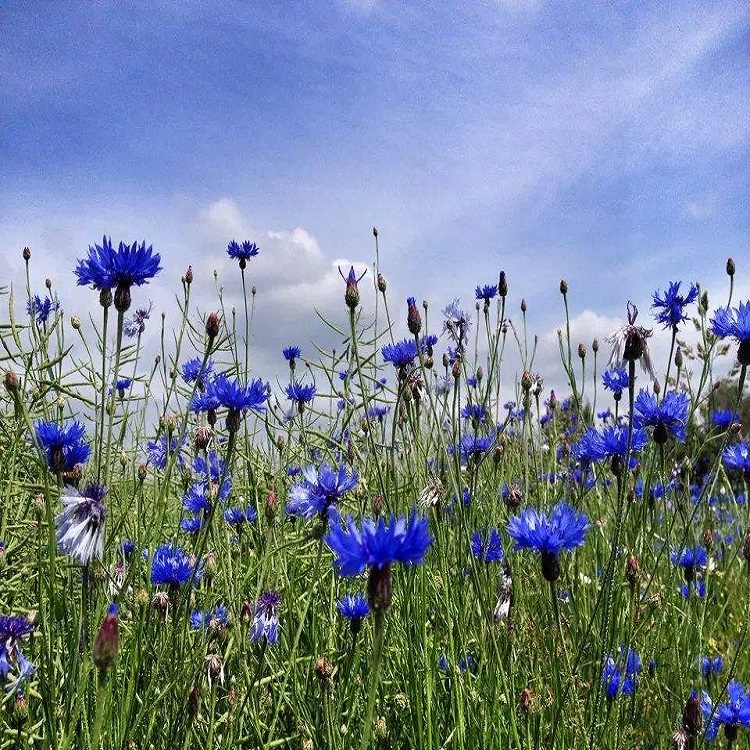 山东花草基地 蓝色矢车菊种子供应 欢迎致电