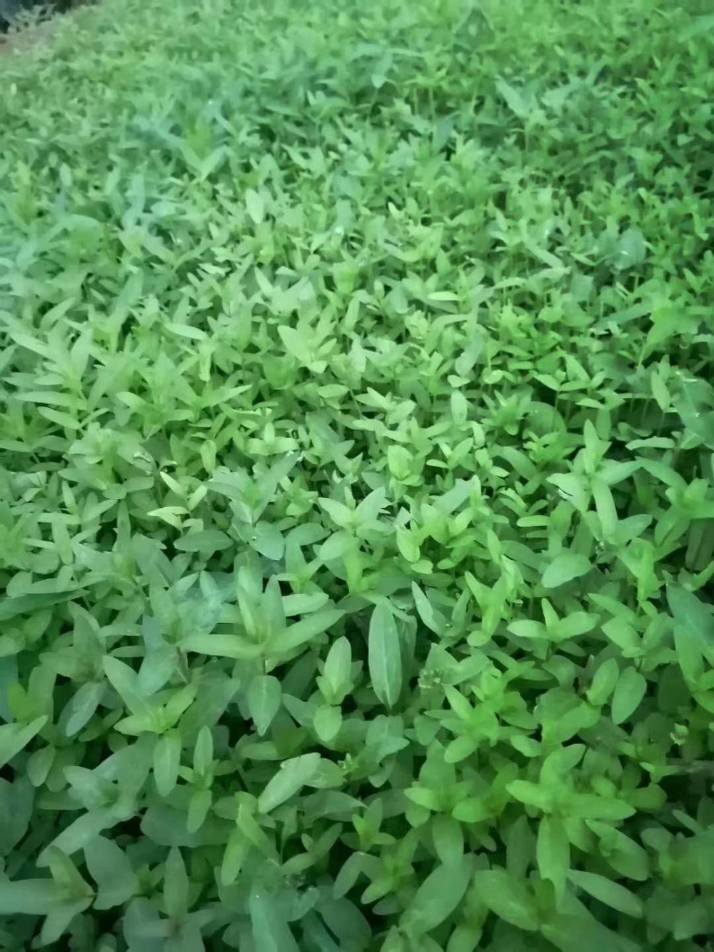 苗圃现挖千屈菜 千屈菜批发 大量现货供应