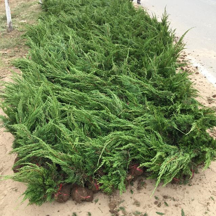 龙柏小苗批发 龙柏小苗种植基地 价格优惠
