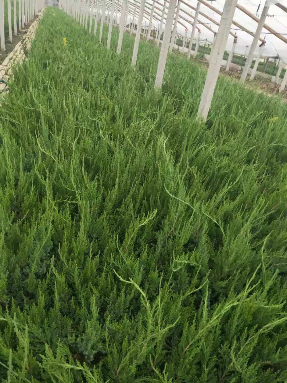 龙柏小苗行情 龙柏小苗种植基地 量大从优
