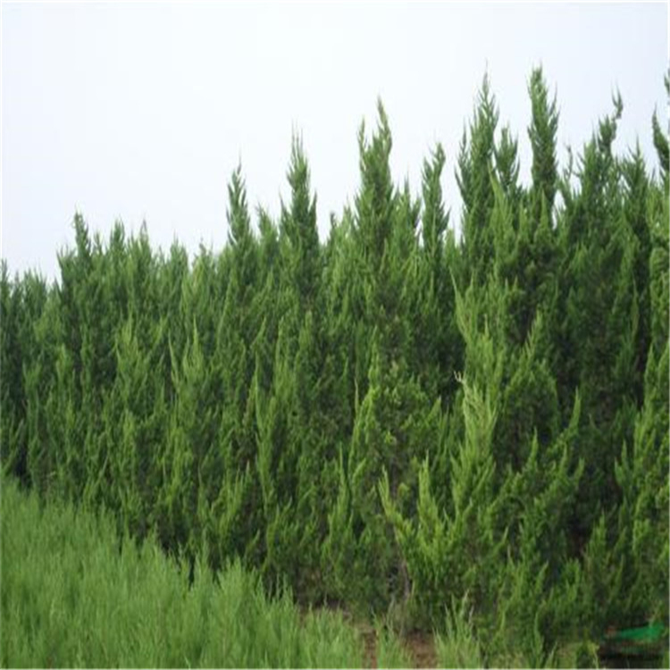 龙柏小苗盆栽 龙柏小苗基地直发 量大从优