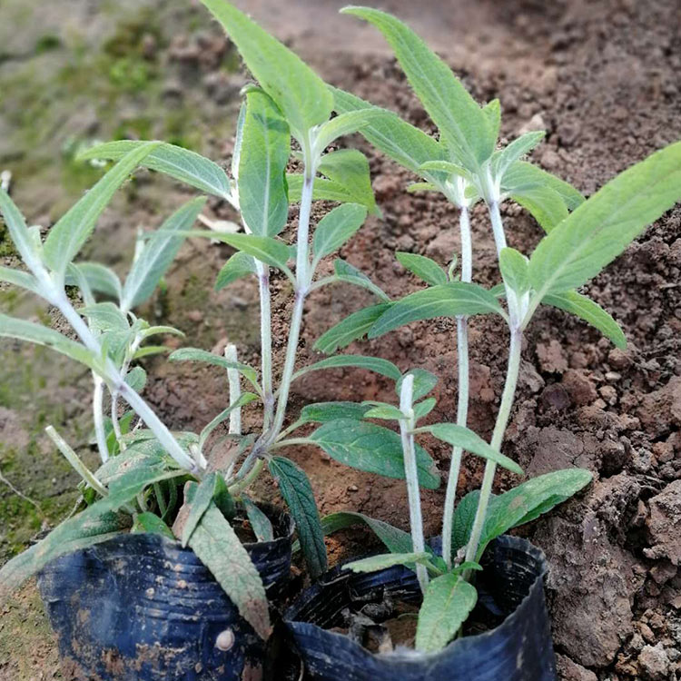 华彬花卉 墨西哥鼠尾草价格  墨西哥鼠尾草基地直发