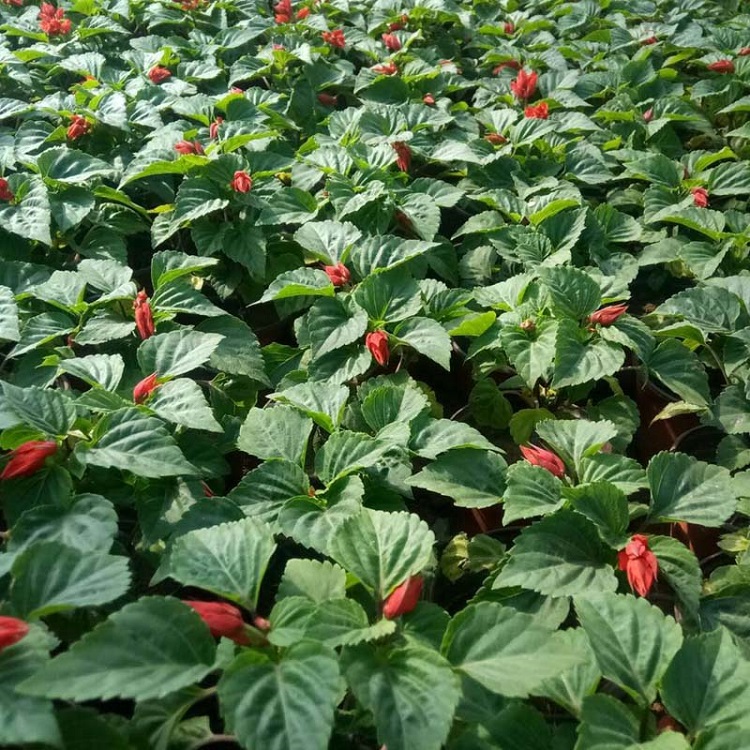 一串红种苗 地被花海一串红种苗种植批发商 长期供应