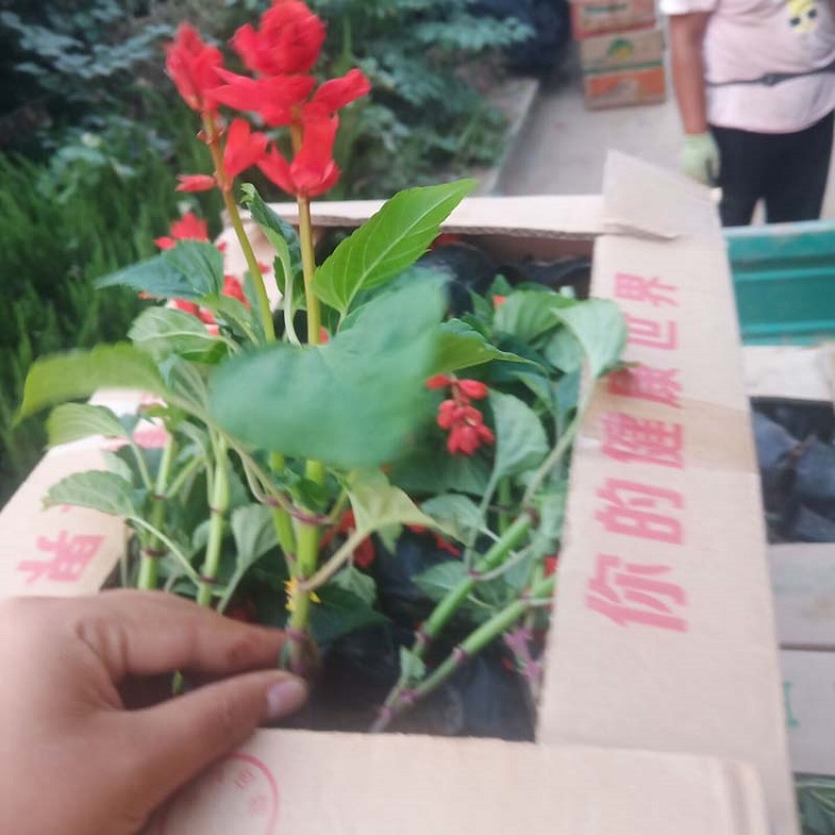 一串红种苗 草花一串红种苗种植批发商 长期供应