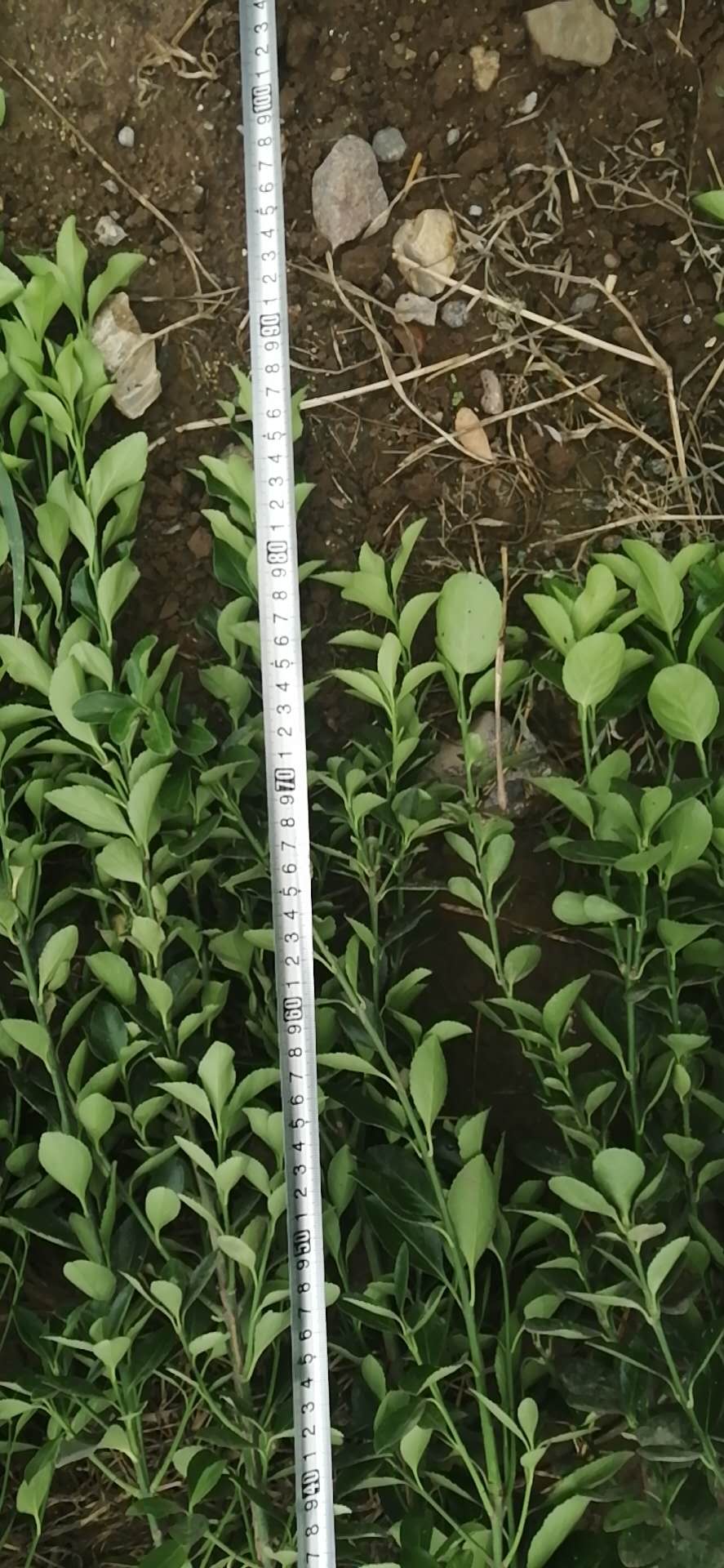 大量供应大叶黄杨  种植基地 量大优惠