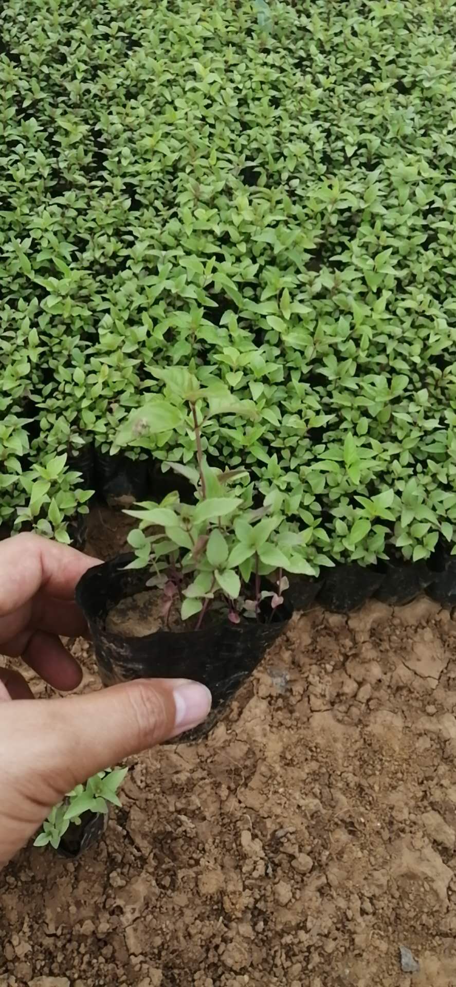 大量供应美丽月见草种植基地量大优惠