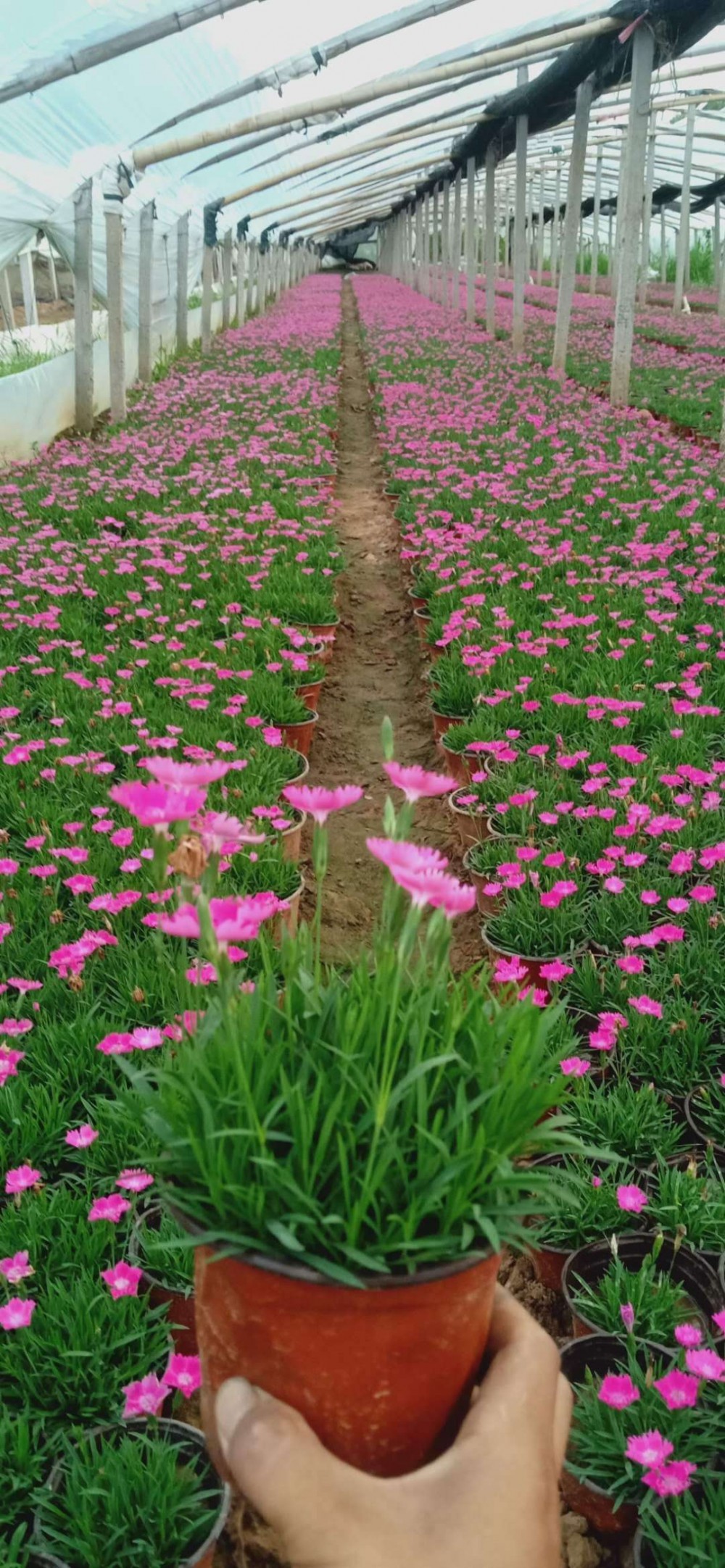 大量供应 欧石竹 种植基地 量大优惠