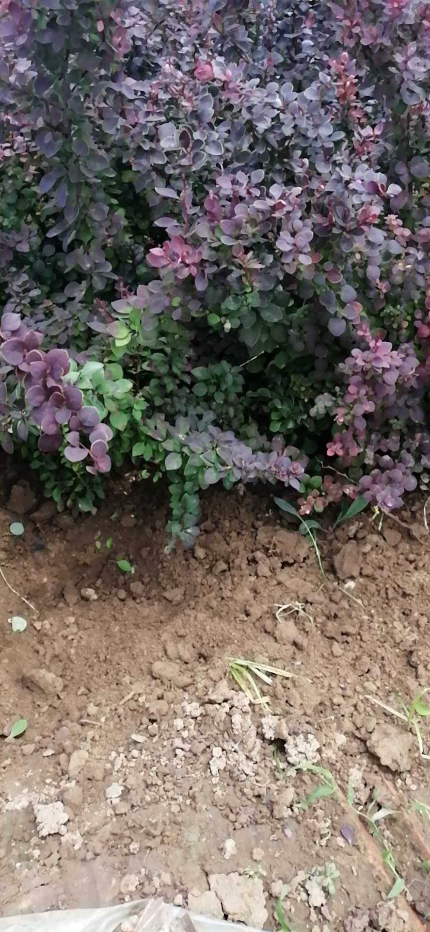 大量供应红叶小檗 种植基地 量大优惠