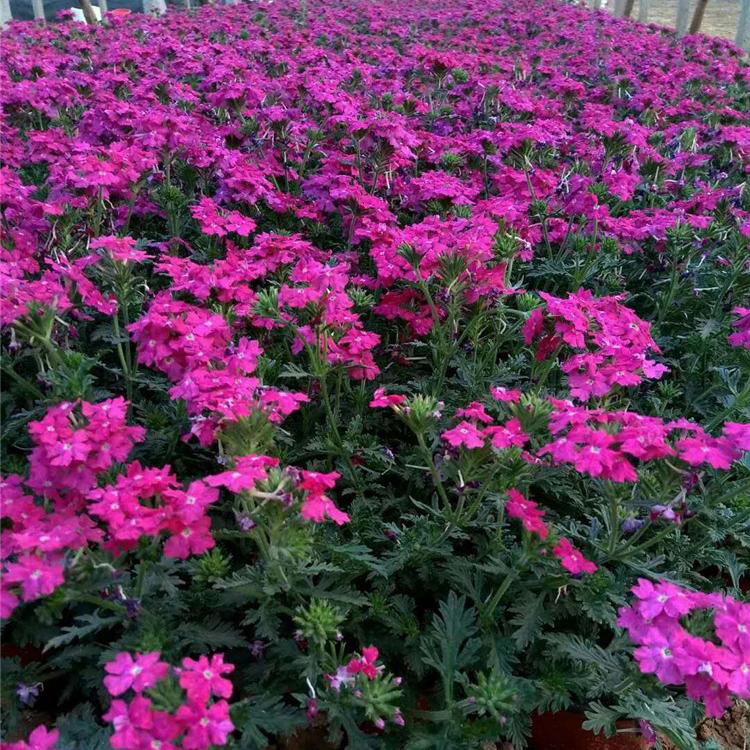 美女樱 青州草花价格 美女樱培育 量大优惠