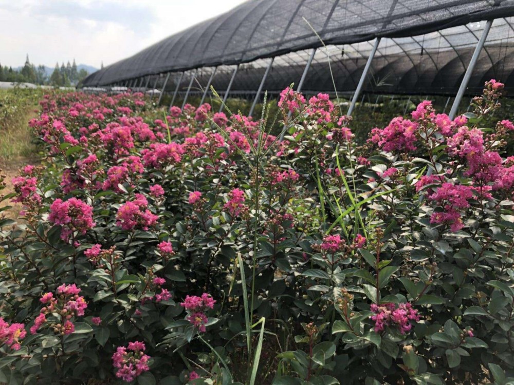 矮紫薇价格  矮紫薇供应商 山东矮紫薇大量批发 腾骏花卉