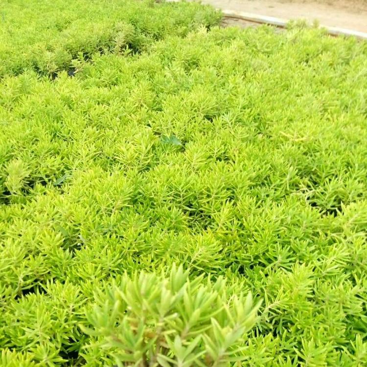 佛甲草价格 基地自产佛甲草直发