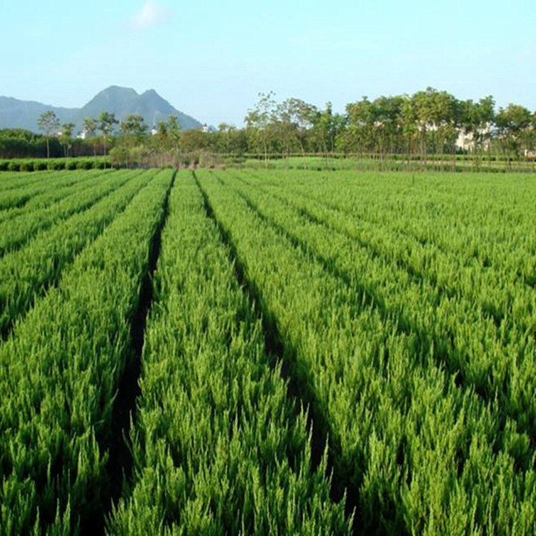 龙柏种植基地【华彬花卉】龙柏规格齐全 批发供应