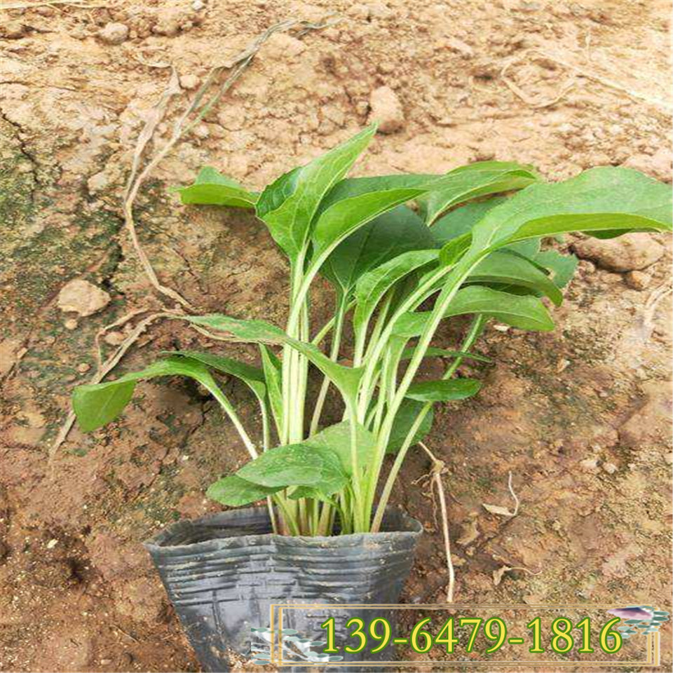 松果菊杯苗 紫花松果菊 紫锥菊图片 草原松果菊盆苗