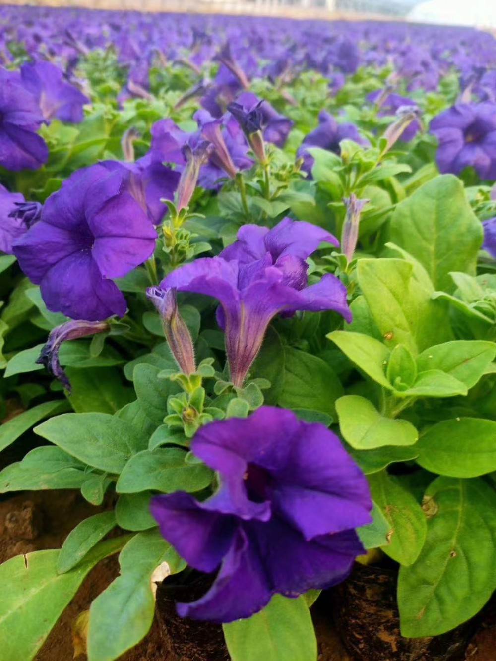 草花基地   牵牛花价格   多色牵牛花   垂钓牵牛批发