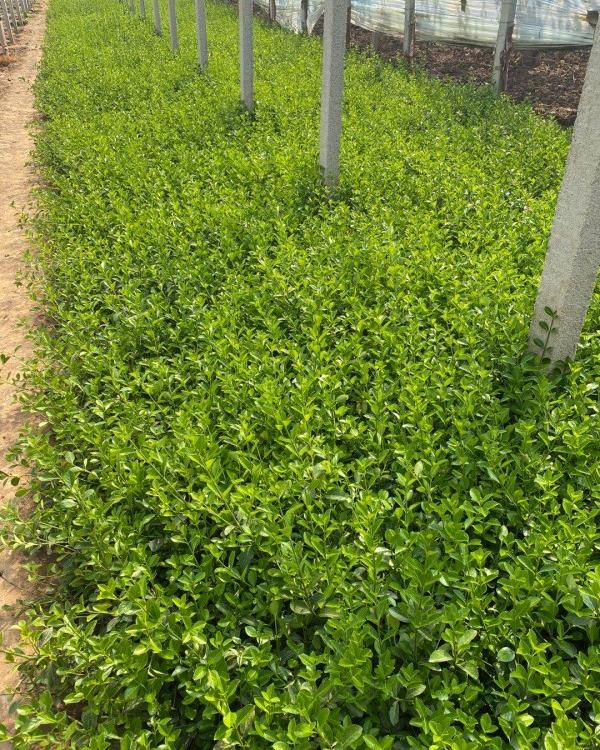 大叶扶芳藤价格 自产基地大叶扶芳藤