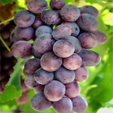 葡萄种苗  上色整齐  甬优1号葡萄苗 成熟期中熟