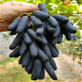 挂树时间长  蓝宝石葡萄苗  葡萄种苗  金百葡萄