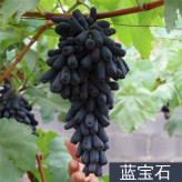 可露天栽培  葡萄种苗    甬优1号葡萄苗  挂果时间长
