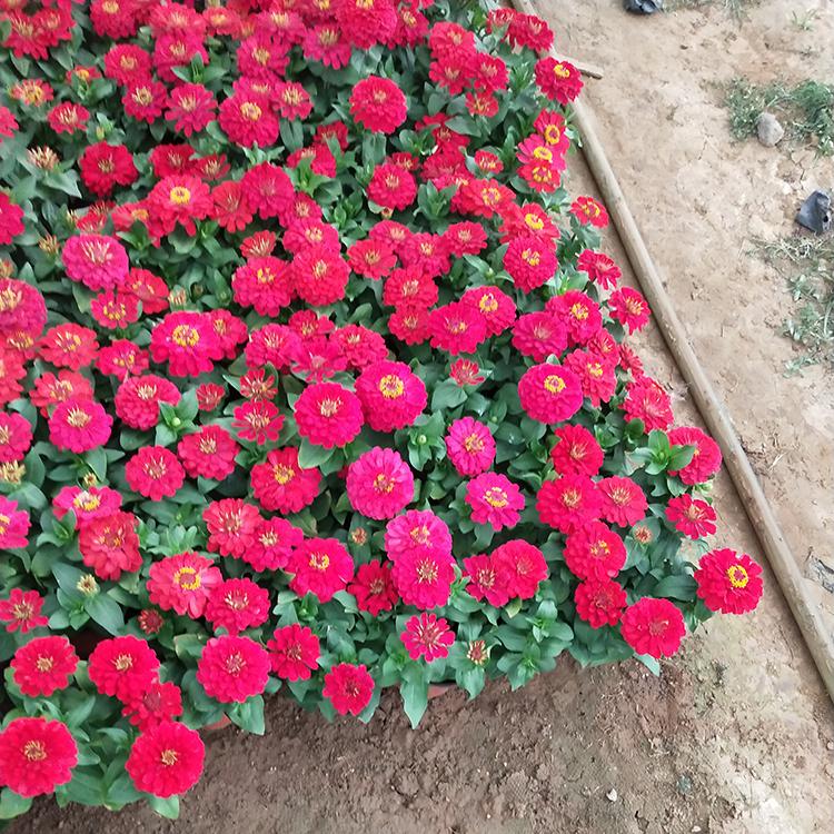 梓熙   百日草  开花观赏性好 “小皇冠”形状百日草