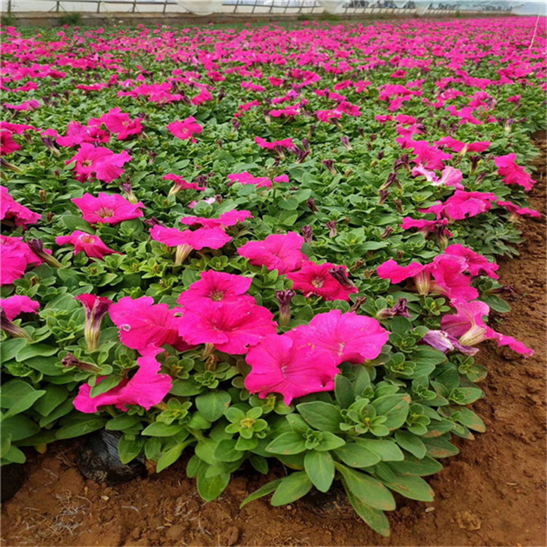 矮牵牛量大从优 矮牵牛时令草花 培育基地种植
