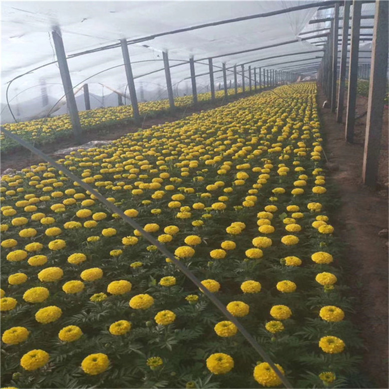 万寿菊营养杯苗 万寿菊工程用苗 大量批发
