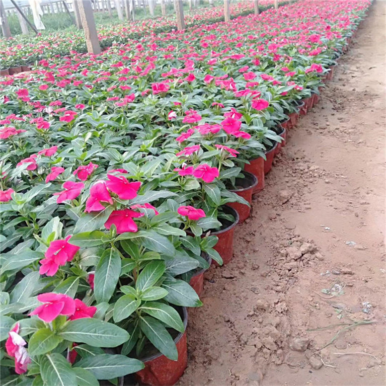 长春花量大从优 天天开花海草花 常年供应