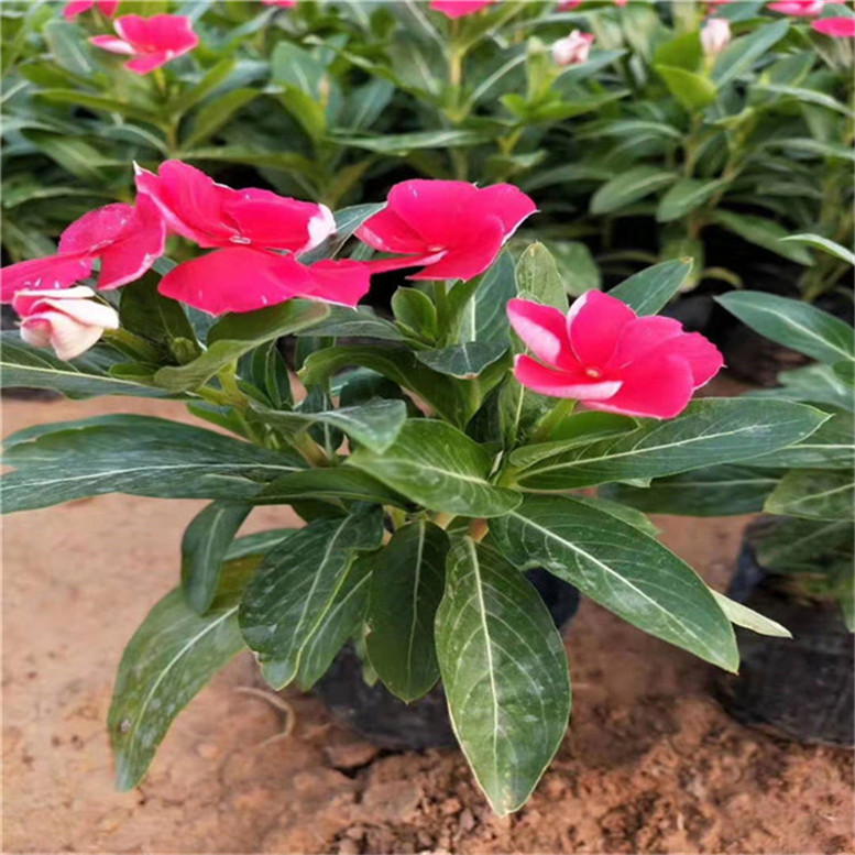 长春花工程苗 天天开园林用苗 厂家直销