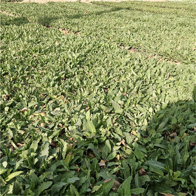 鼠尾草的价格 鼠尾草地被植物 基地直销