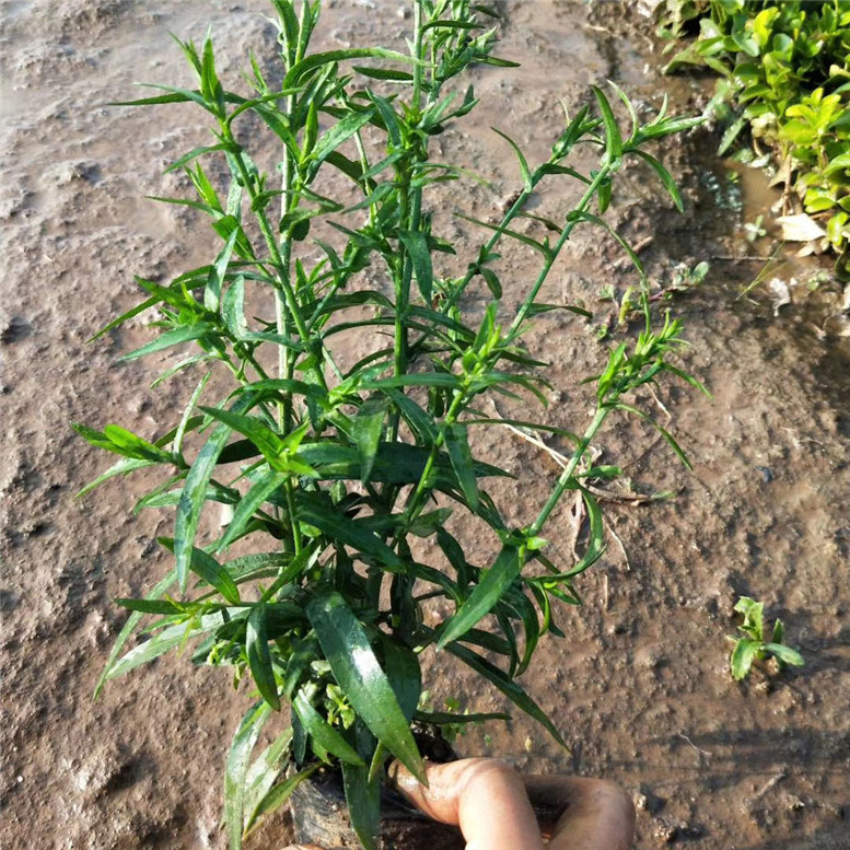 荷兰菊营养杯苗 荷兰菊生态园用苗 厂家直销