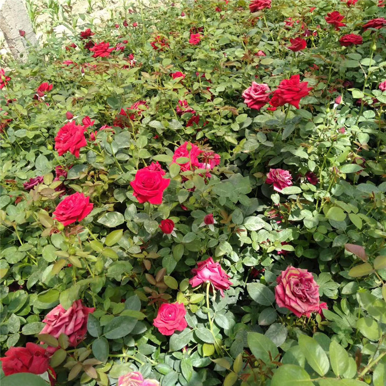 大花月季量大从优 大花月季绿化花卉 常年供应